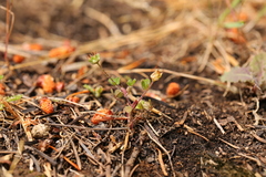 Trifolium microdon