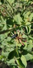 Hosackia crassifolia