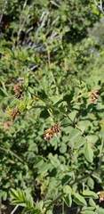 Hosackia crassifolia
