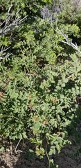 Hosackia crassifolia