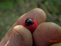 Alectryon excelsus excelsus