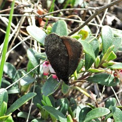 Erebia discoidalis