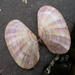 Sunset Clams - Photo (c) sea-kangaroo, some rights reserved (CC BY-NC-ND), uploaded by sea-kangaroo