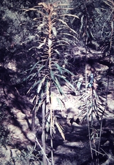 Astrotricha pterocarpa