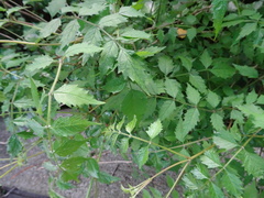 Angiospermae