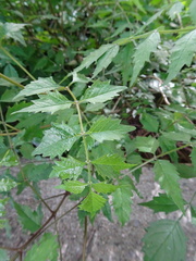 Angiospermae