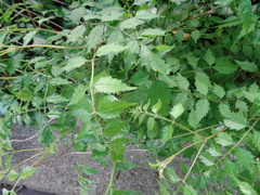 Angiospermae