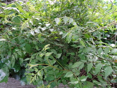 Angiospermae