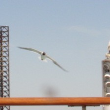 Leucophaeus atricilla