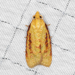 Sparganothis bistriata