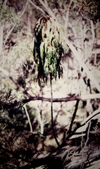 Astrotricha pterocarpa