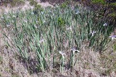 Iris longipetala