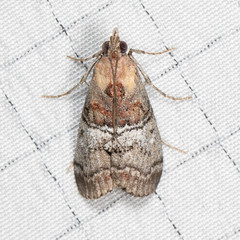 Pococera maritimalis