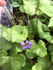 Veronica regina-nivalis