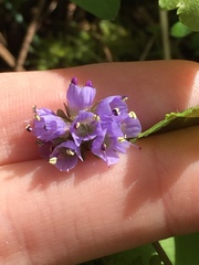 Veronica regina-nivalis