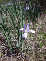 Iris longipetala