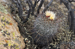 Coryphantha clavata stipitata