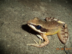 Indosylvirana nicobariensis
