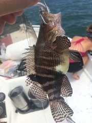 Serranus subligarius