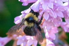 Bombus californicus