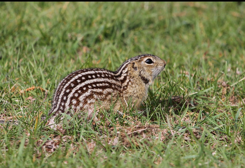Thirteen-lined Ground Squirrel, photo 8 of 9