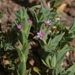 Pygmy Willowherb - Photo (c) James Bailey, some rights reserved (CC BY-NC), uploaded by James Bailey