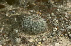 Coryphantha delicata
