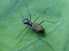 Cylindera psilica