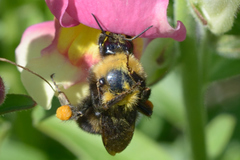 Bombus californicus