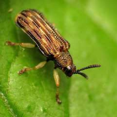 Sumitrosis inaequalis