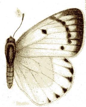 Eastern Purple Tip