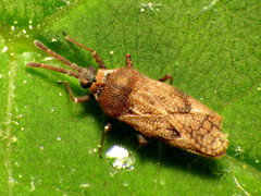 Leptoypha mutica