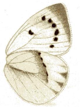 Eastern Purple Tip