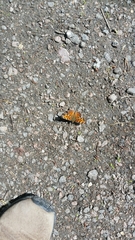 Polygonia faunus
