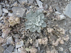 Physaria didymocarpa