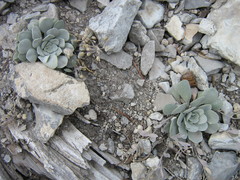 Physaria didymocarpa