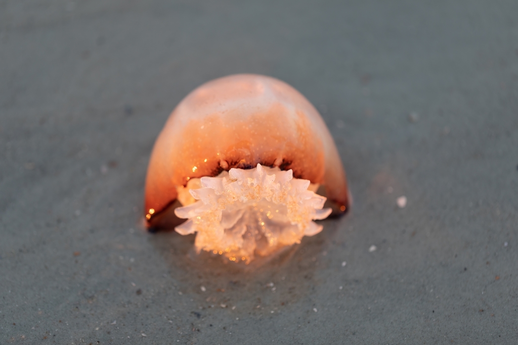 Cannonball Jelly (Jellyfish of the Cape Fear Region, NC) · iNaturalist