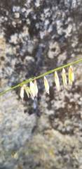 Melica stricta