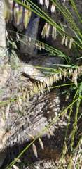 Melica stricta