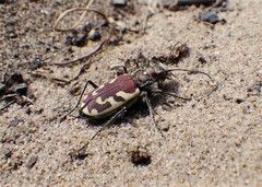 Cicindela lengi versuta