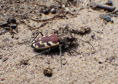 Cicindela lengi versuta