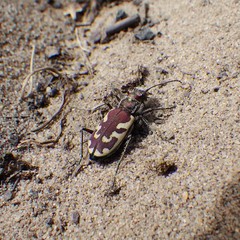 Cicindela lengi versuta