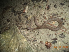 Cerberus schneiderii