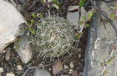 Coryphantha delicata