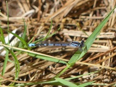 Enallagma laterale