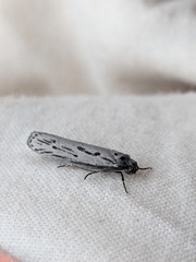 Ethmia monticola
