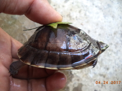 Cuora amboinensis couro