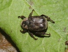 Hoplia