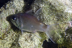Nectamia savayensis