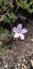 Linanthus pungens